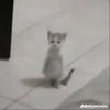 meows83