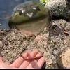 frogman_23_