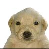juancho_el_heredero