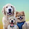thegoldenpomsquad