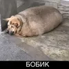 korish666