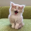 bedjged