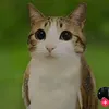 hgghbfnfn