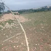 simotarzan1