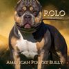 Rolo_El_Cholo
