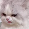 小花「猫」