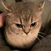meowyymeoww