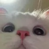 kit_kat_321