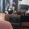 thebulldogfrenchqueens