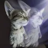 mjlly