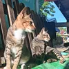sun_flowercat