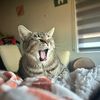 kitty_mama_520
