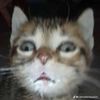 1kattheicon