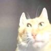 mehlookatme