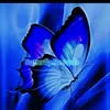 🦋🎧 Butterfly.Records 🎧🦋