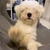 beastboostin