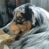 rosiimerose