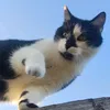 meinekatze_scarlett