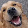 cachorrodobnjm1m