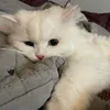 dewi