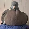 iamtooshipigeon