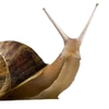 thesnailofficiall