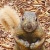 squirrelfoods