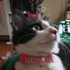 luzienerodrigued3