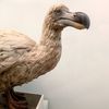 dodo_not_extinct
