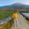 daryanto378