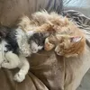 mitsucats