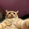 lulu_at07