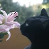 nicoromeow