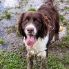 archiespringerspaniel