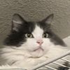 peashootersfeeltoo648_2