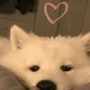 parkhyora_