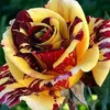 ommohamad633