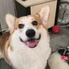 stich_corgi1