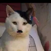 dijeycabrito