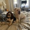 winstonthehudson