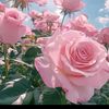 hamhi66