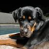 louis.k9rottweiler