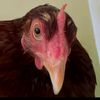 jamal_4bdul