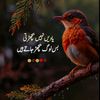 mwaqarali14