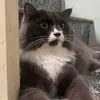 dienmoixaykenh