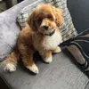 milo_the_teddy