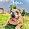 maggy_la_bulldog