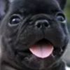 l.love.pibble