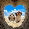 sistershihtzu
