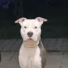 borathebull